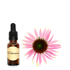 Image showing Natural Echinacea Alternative Herbal Medicine 