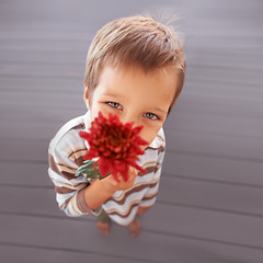 Image showing Flower, gift and portrait of a boy with a present and above for mothers day with a smile in a home. Happy, celebration and young child with a surprise for holiday in living room with plant in lounge