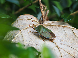 Image showing Common Green Shieldbug on Leaf