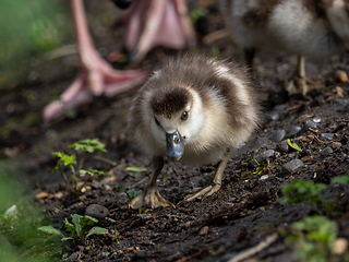 Image showing Egyptian Goose Gosling Foraging with Parent Bird Feet in Backgro