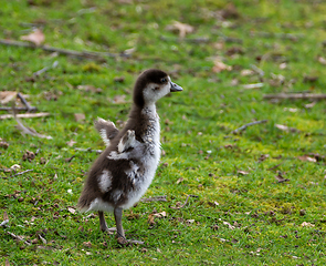 Image showing Egyptian Goose Gosling Standing Tall and Flapping Wings