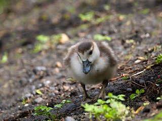 Image showing Egyptian Goose Gosling Foraging for Food