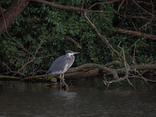 Image showing Grey Heron on Branch in Lake