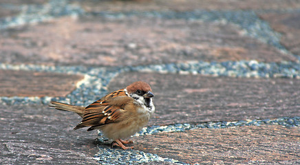 Image showing sparrow (Passeridae)