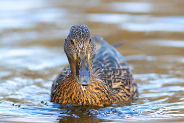 Image showing female mallard swimming towards the photographer