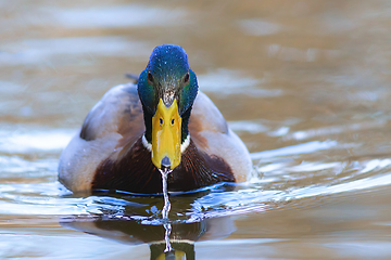 Image showing male mallard duck on the water