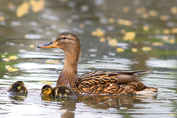 Image showing mallard hen with chicks on pond