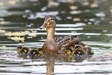 Image showing mallard hen with newly hatched ducklings