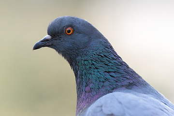 Image showing portrait of a feral pigeon