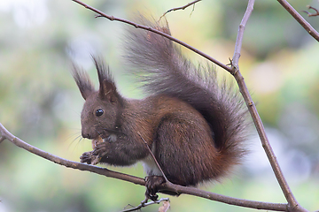 Image showing red squirrel eating nut on a branch