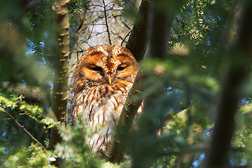 Image showing tawny owl hiding on the tree canopy