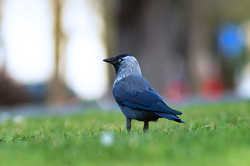 Image showing western jackdaw on green lawn