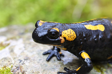 Image showing close-up of fire salamander in natural habitat