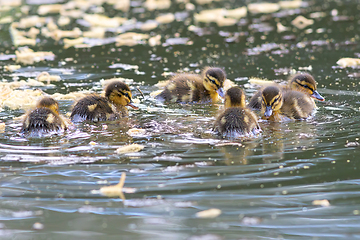 Image showing cute mallard ducklings swimming together on pond