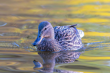 Image showing female mallard on colorful pond surface