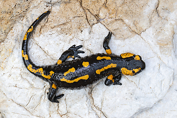 Image showing fire salamander on a rock near the river