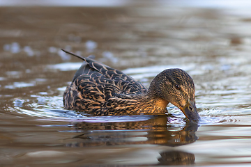 Image showing mallard hen foraging for food on pond