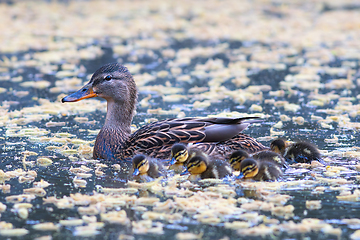 Image showing mallard hen with newborn ducklings