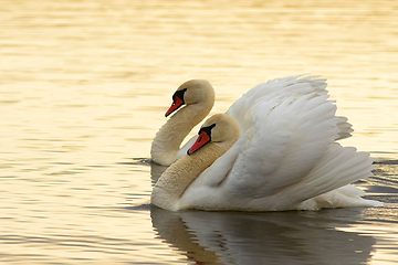 Image showing mute swans couple on lake surface