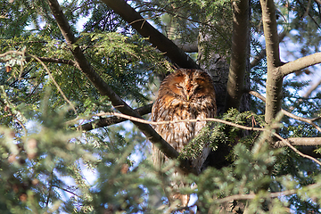 Image showing tawny owl hidden in the tree canopy