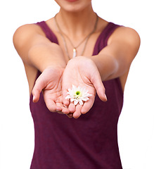 Image showing Studio, person and giving a flower by hand by white background and floral plant for botanicals. Model, present and creative inspiration with daisy for stress relief and kindness with natural care