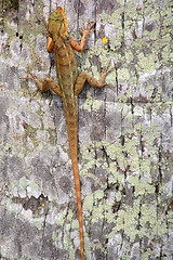 Image showing Lizard