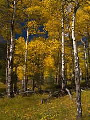 Image showing Into the Aspens