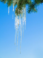Image showing Icicle, tree and leaves in winter nature with blue sky background and environment closeup. Garden, ice and leaf outdoor in forest, park or woods with snow on evergreen plants and natural detail