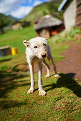 Image showing Stray, dog and pet outdoor in countryside, village or nature and rescue from hunger in summer. Animal, shelter and abandoned canine in rural farm, community and puppy at charity for help and care