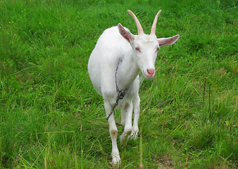 Image showing goat in the green grass