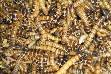 Image showing flour worms background