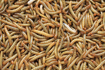 Image showing flour worms background