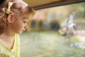 Image showing Little girl, glass and aquarium with fish to explore for sightseeing or watching sea animals in captivity. Female person, child or kid looking at window or tank of water creatures or species at zoo