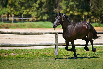 Image showing Horse, mare and running on grass at farm with healthy development of animal for agriculture or equestrian. Colt, pony and young thoroughbred pet in summer, field at ranch and walk on land in nature