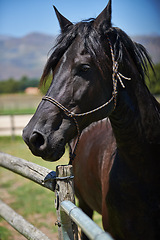 Image showing Horse, farm and ranch in countryside, summer and in equestrian harness. Mare, stallion and pet in stable meadow or pen for sunshine, outdoor exercise and healthy animal for dressage or sport riding