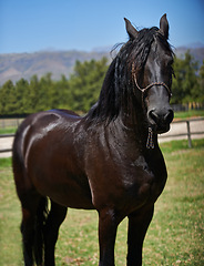 Image showing Horse, mare and portrait on grass at farm with healthy development of animal for agriculture or equestrian. Colt, pony and thoroughbred pet in summer, field at ranch and relax in Texas countryside