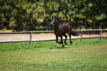 Image showing Horse, farm and running on grass with fence at ranch or healthy development of mare for agriculture or equestrian. Colt, pony and mustang on lawn in summer, walking field on land in Texas countryside