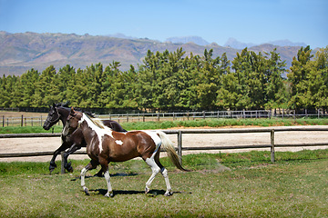 Image showing Mountain, ranch and horses running in field with trees, sunshine and natural landscape. Farming, freedom and equestrian animals on green grass in countryside with energy, power or wildlife in nature.