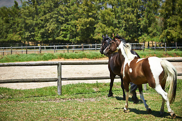 Image showing Nature, ranch and horses in field with trees, sunshine and natural landscape with freedom. Farming, fence and equestrian animals on grass in countryside with wellness, power or wildlife conservation