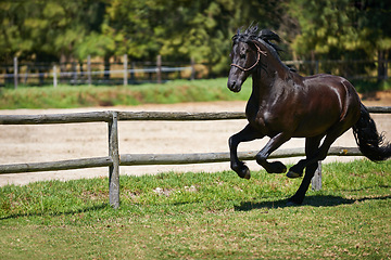 Image showing Horse, running and mare on grass at farm with healthy development of animal for agriculture or equestrian. Mustang, pony and young pet colt in summer, field at ranch and walk on land in nature