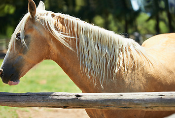 Image showing Horse, farm and mare at fence in summer with healthy development of animals for agriculture or equestrian. Mustang, pony and thoroughbred pet on field at ranch and relax outdoor in Texas nature