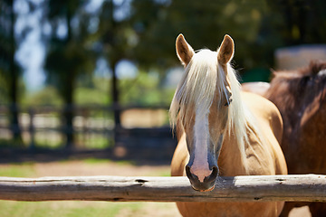 Image showing Horse, farm and portrait of mare at fence with healthy development of animals for agriculture or equestrian. Mustang, pony and pet in summer on field at ranch and relax outdoor in Texas nature