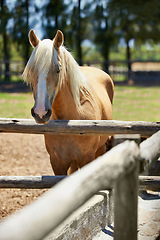 Image showing Horse, farm and portrait of mare at fence with healthy development of animal for agriculture or equestrian. Colt, pony and purebred pet in summer, field at ranch and relax outdoor in Texas nature