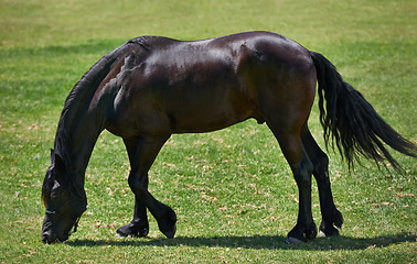 Image showing Horse, farm and stallion eating on grass with healthy development of animal in Texas for agriculture or equestrian. Mustang, pony and pet outdoor in summer, field at ranch and relax on land in nature