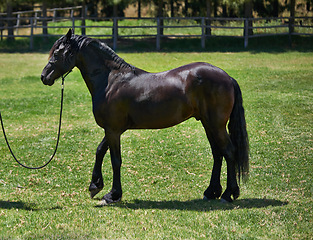 Image showing Horse, farm and stallion on grass with healthy development of animal in Texas for agriculture or equestrian. Mustang, pony and thoroughbred pet in summer, field at ranch and walk on land in nature