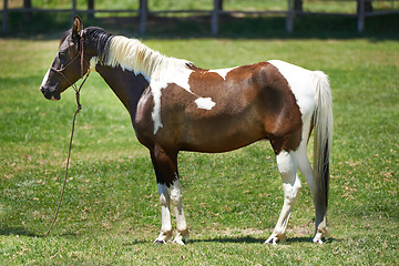 Image showing Horse, farm and mare on grass with healthy development of animal for agriculture or equestrian in Texas. Mustang, pony and thoroughbred pet in summer, lawn field at ranch and walk on land in nature