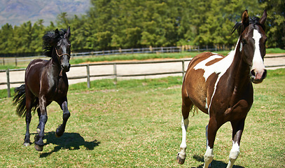 Image showing Nature, ranch and horses running in field with trees, sunshine and natural landscape. Farming, freedom and equestrian animals on green grass in countryside with energy, power or wildlife conservation