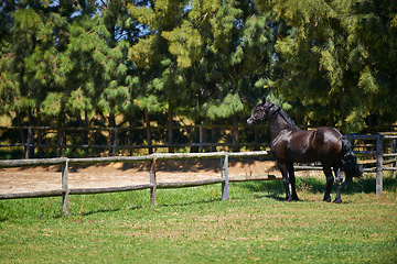 Image showing Horse, farm and animal at fence with trees, grass on ranch and healthy development of mare for agriculture or equestrian. Colt, pony and mustang in summer field at gate on land in Texas countryside