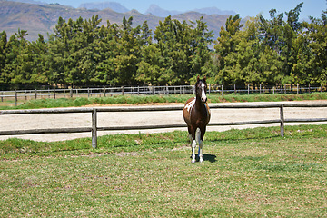 Image showing Horse, farm and pet on grass with fence on ranch with healthy development of animal for agriculture or equestrian. Colt, pony and young thoroughbred mustang in summer, field and walk on land in Texas