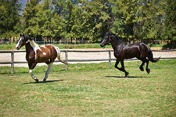 Image showing Freedom, ranch and horses running in field with trees, sunshine and natural landscape. Farming, nature and equestrian animals on green grass in countryside with energy, power or wildlife conservation